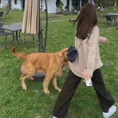 灵犬莱西